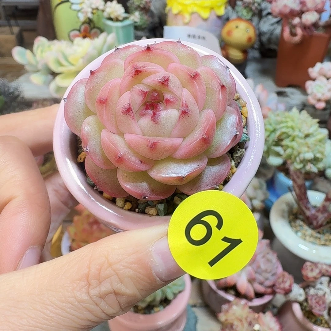 61 多肉含盆土30元包邮非偏远