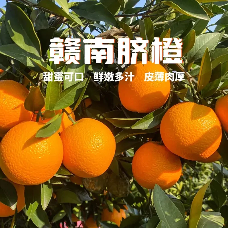正宗江西赣南脐橙新鲜现摘香甜多汁产地直发应季水果