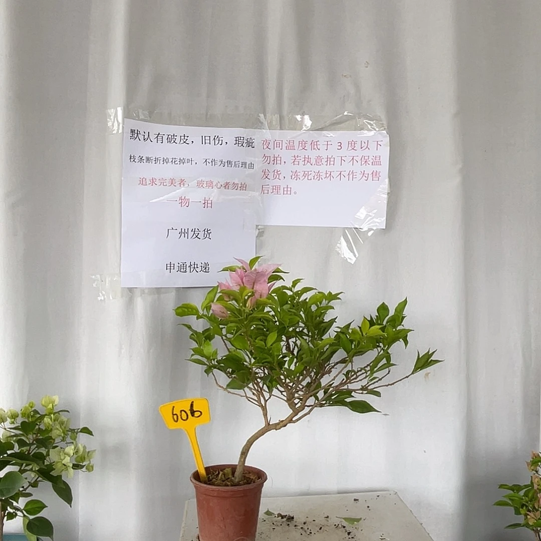 当前无花栽培后可以开花606粉天使