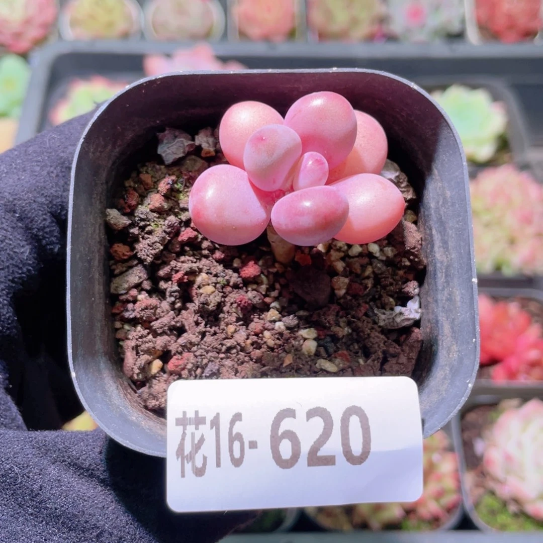 花利美16-620桃蛋