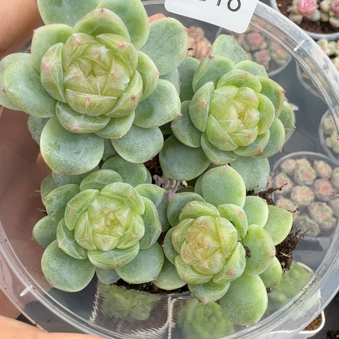 一物一拍一物一拍1030-18