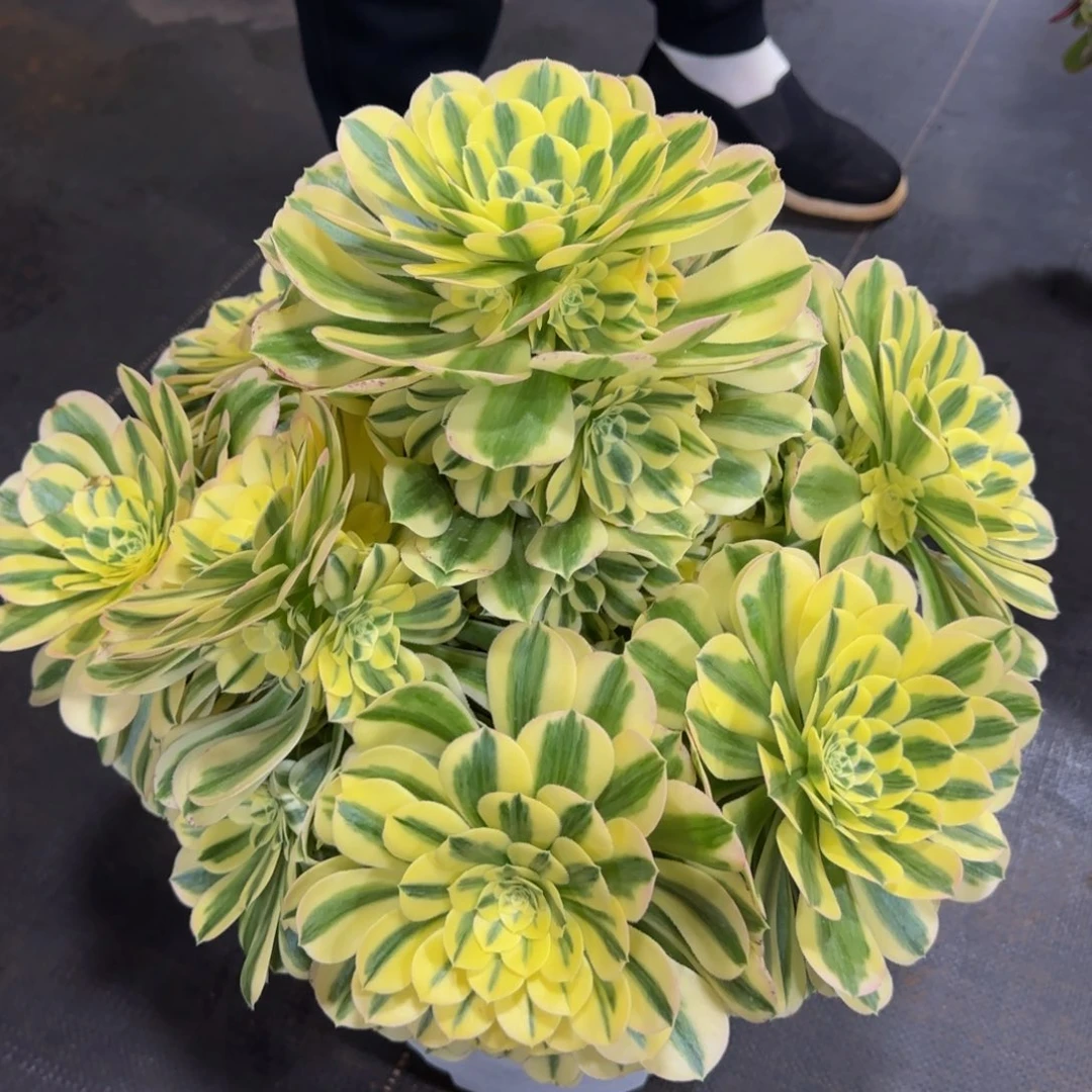 ➰*奶迈巴赫精品法师