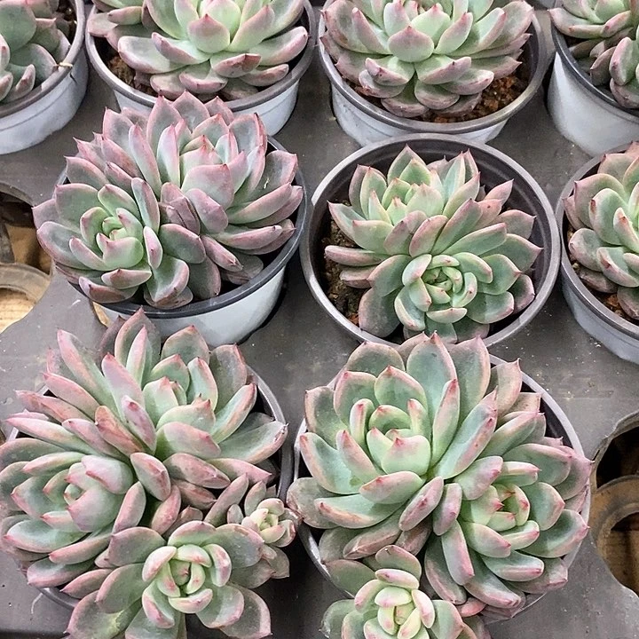 32。法兰西玫瑰。双头起