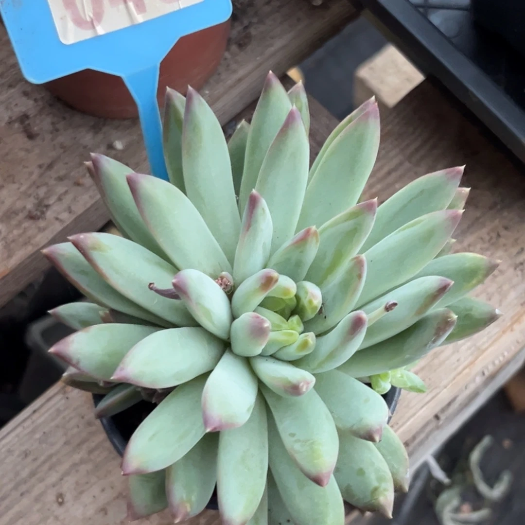 袁*暗纹美人多肉植物045