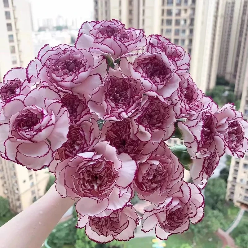 紫精灵康乃馨 云南鲜花 基地直发