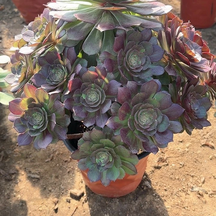 多肉植物花月夜7