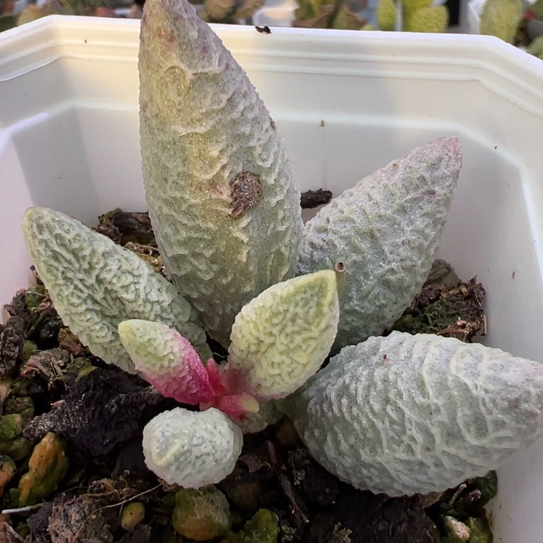 福利款融化纹冰激凌单头纯木质桩