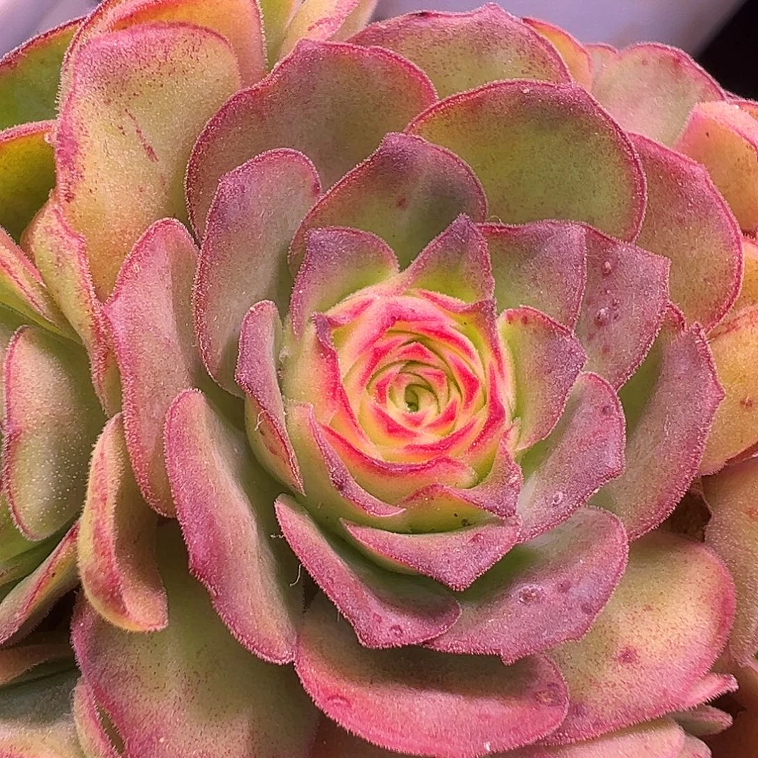 糖糖870忧伤之境 底下侧芽量拍一个