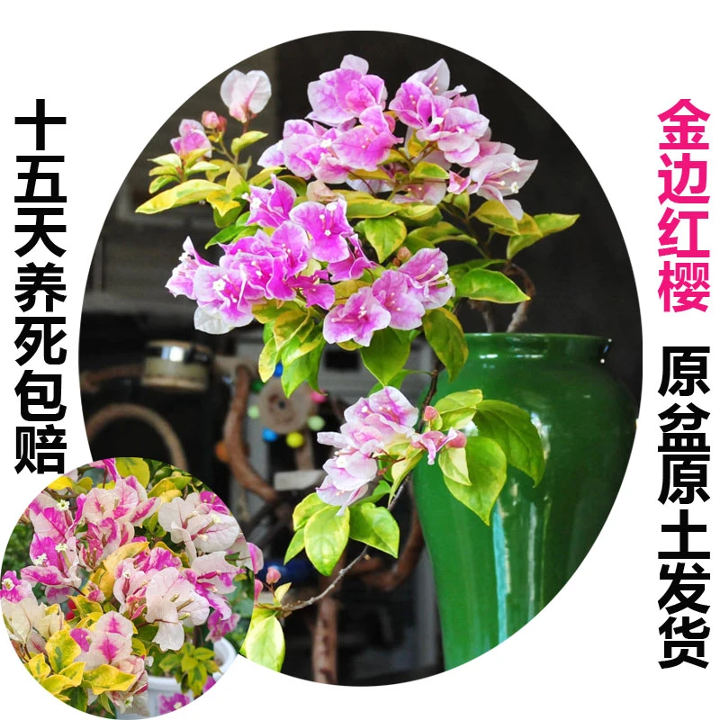 金边红樱.(三角梅)原生大苗四季开花老桩爬藤植物