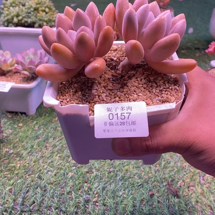 0157啊啊啊啊啊啊啊啊啊啊啊