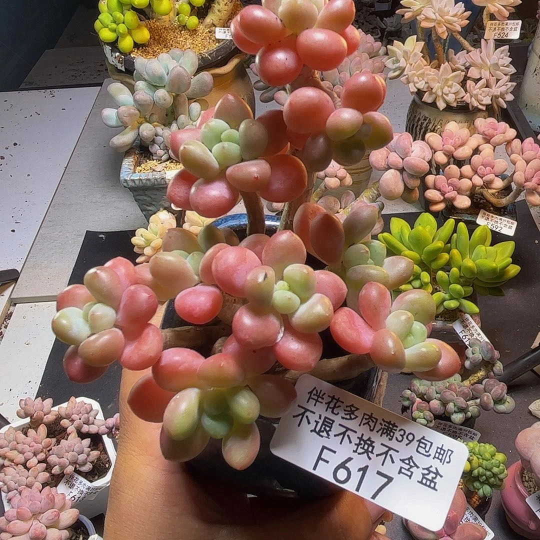 鱼子酱617/7cm有砍