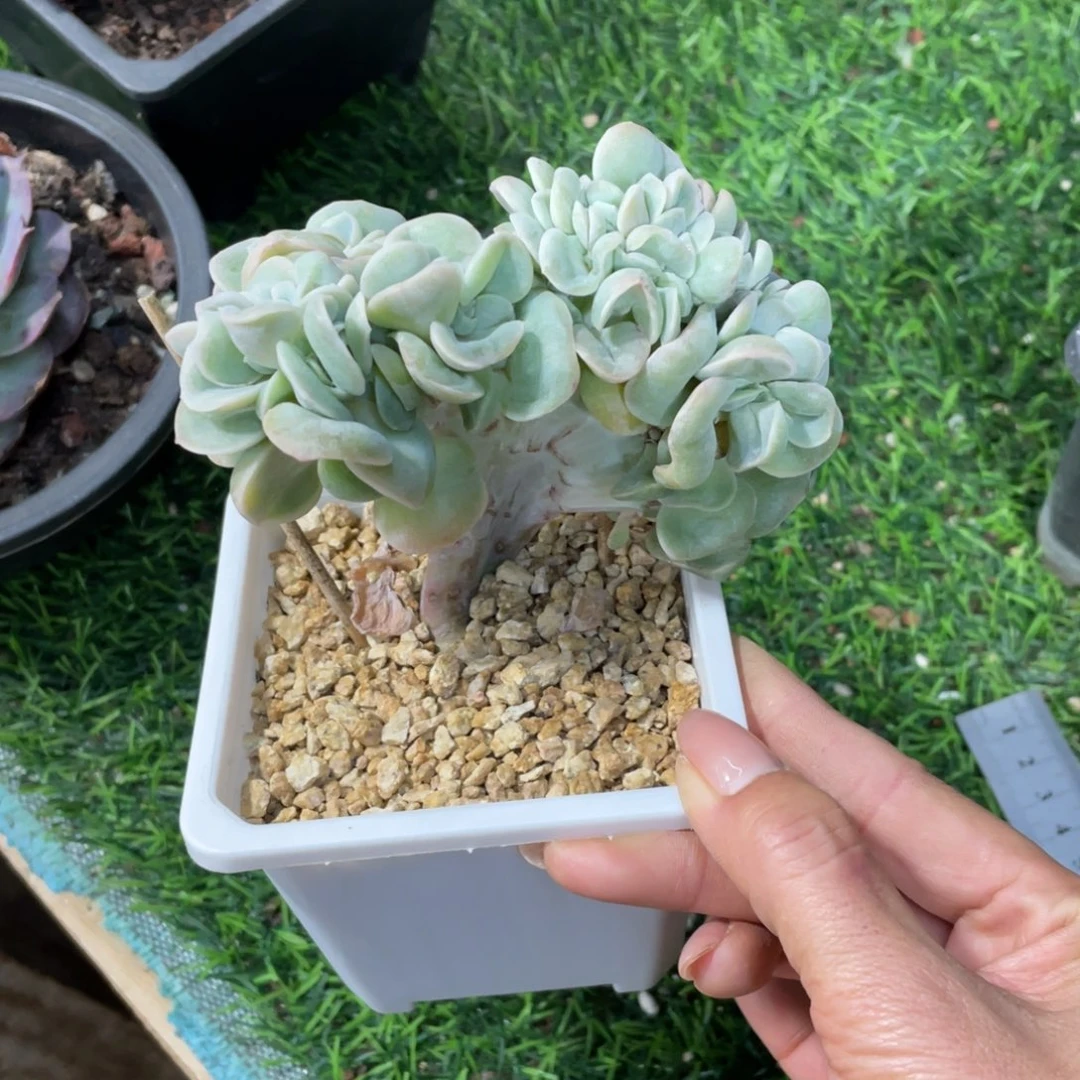 可爱玫瑰缀冠幅11 公分一物一拍