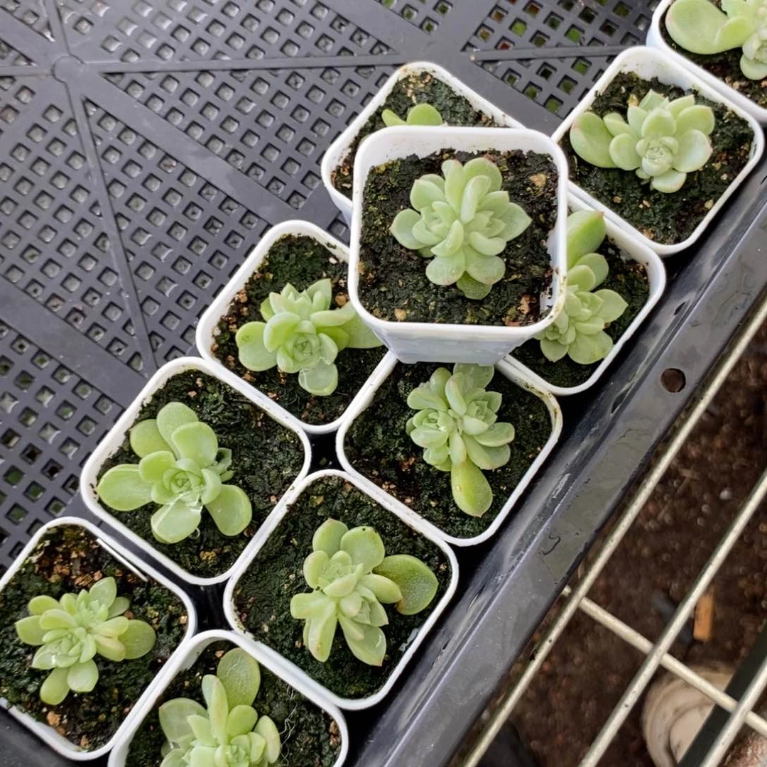 小白方泼天财富一个多肉量拍