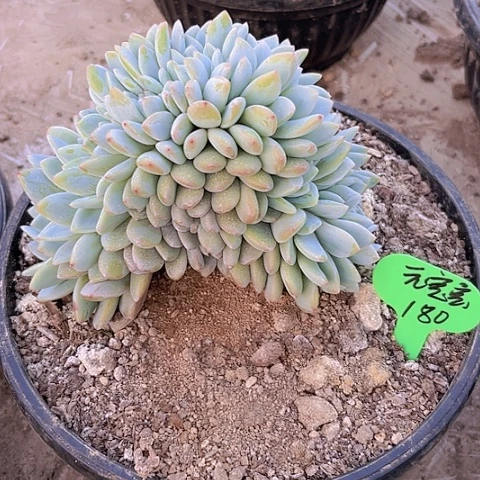 一物一拍星影缀化