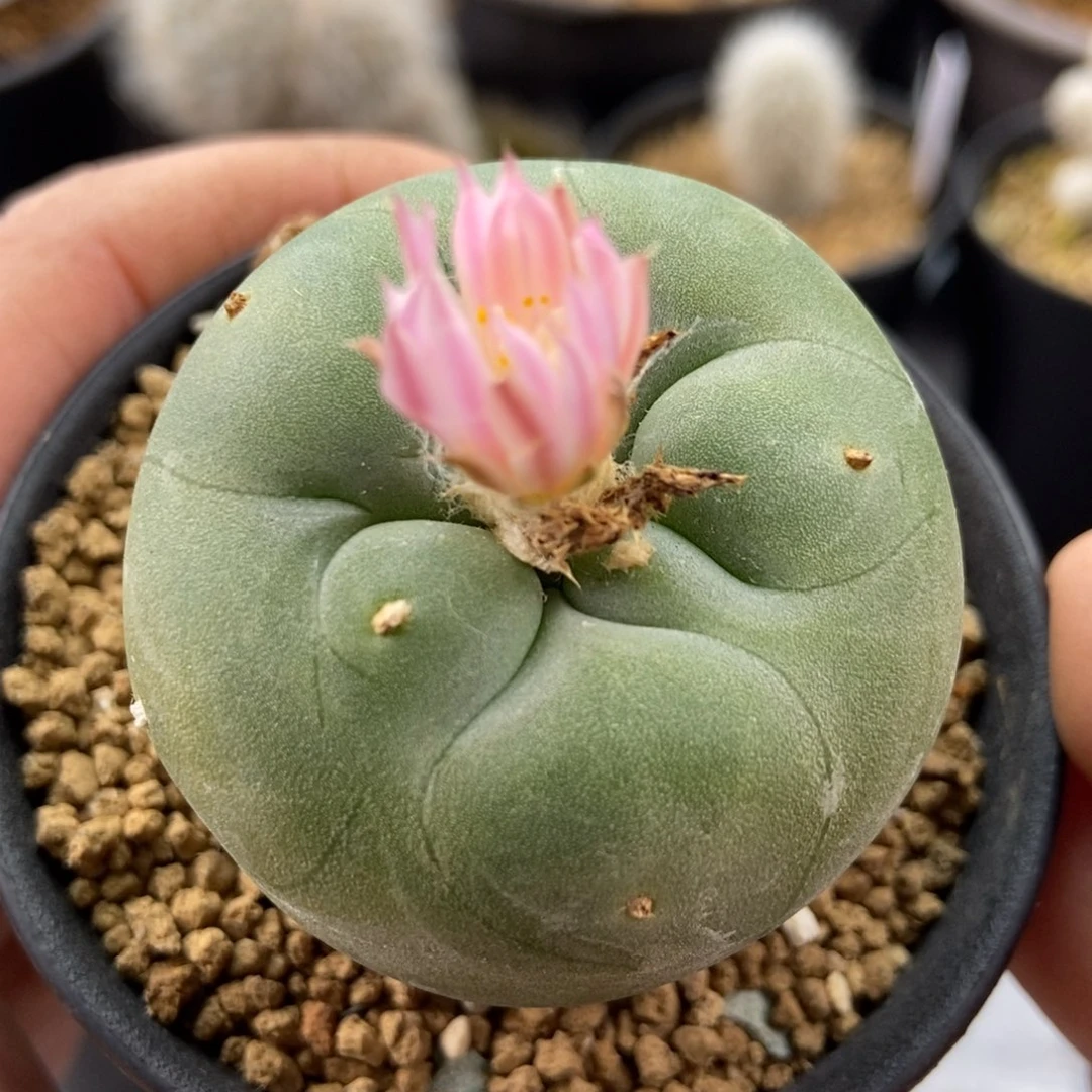 Kk原始种红花翠。14年