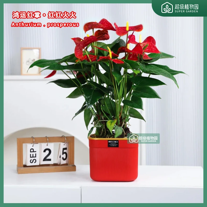 【带花发货】红掌大盆花卉室内土培植物红白盆客厅四季开花好养绿植