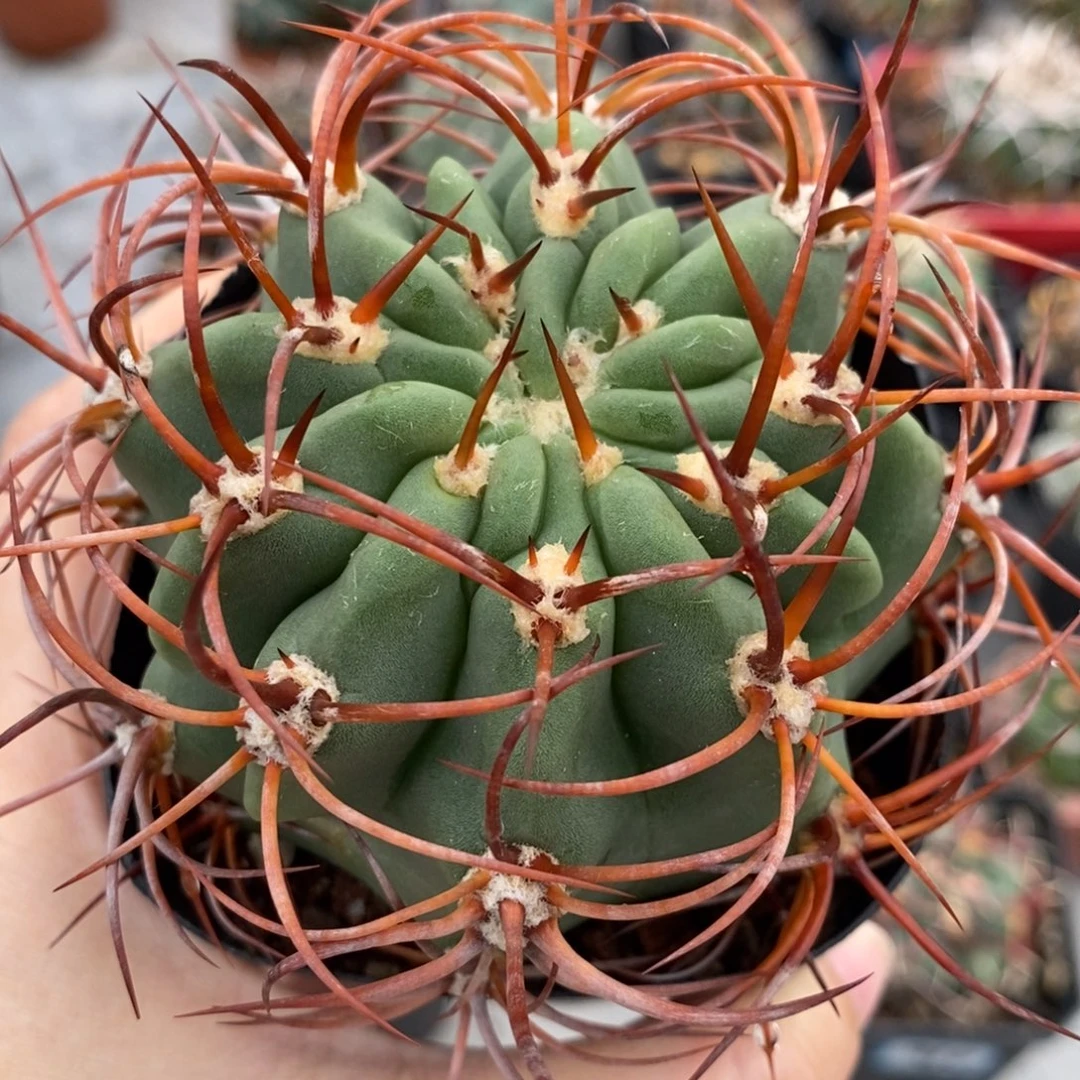 961火焰龙植播园艺优选