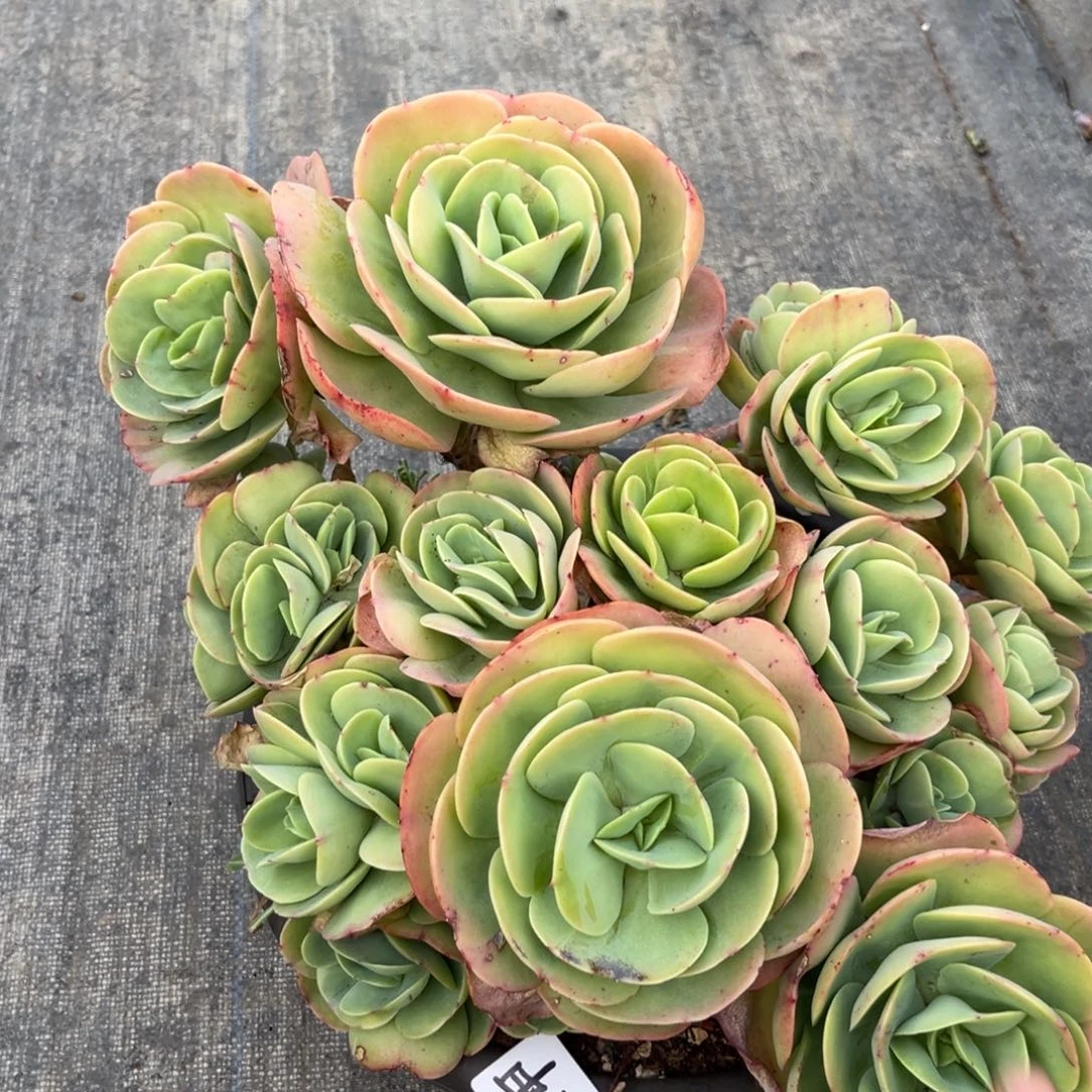 棠颂花卉一物一拍 碧桃 畅享