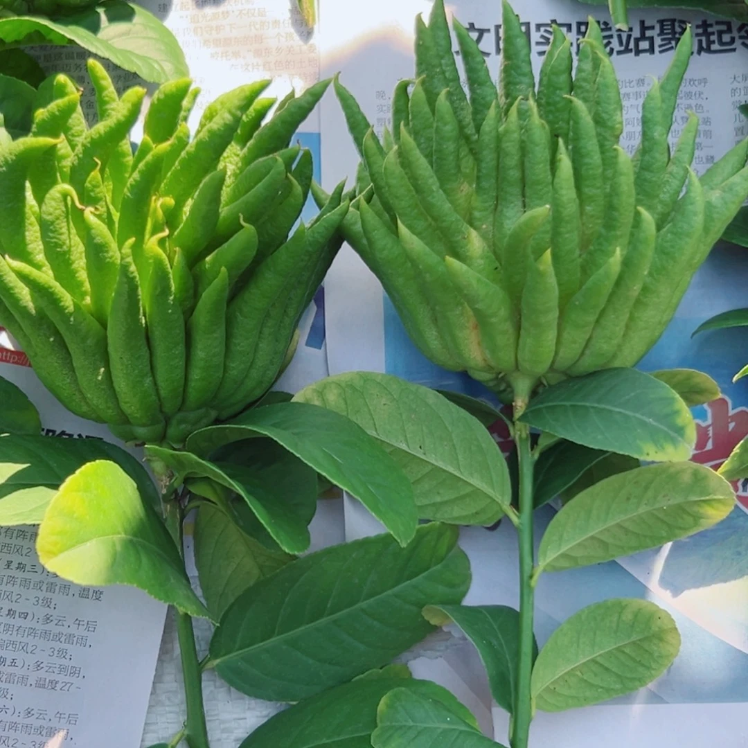*****完全开放大家打扮的斑斑点点不到你