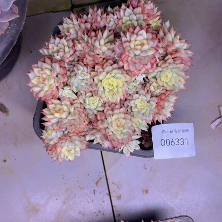 超****多肉一物一拍6331