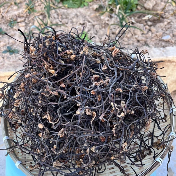 伏牛山农家自采野生拳菜蕨菜