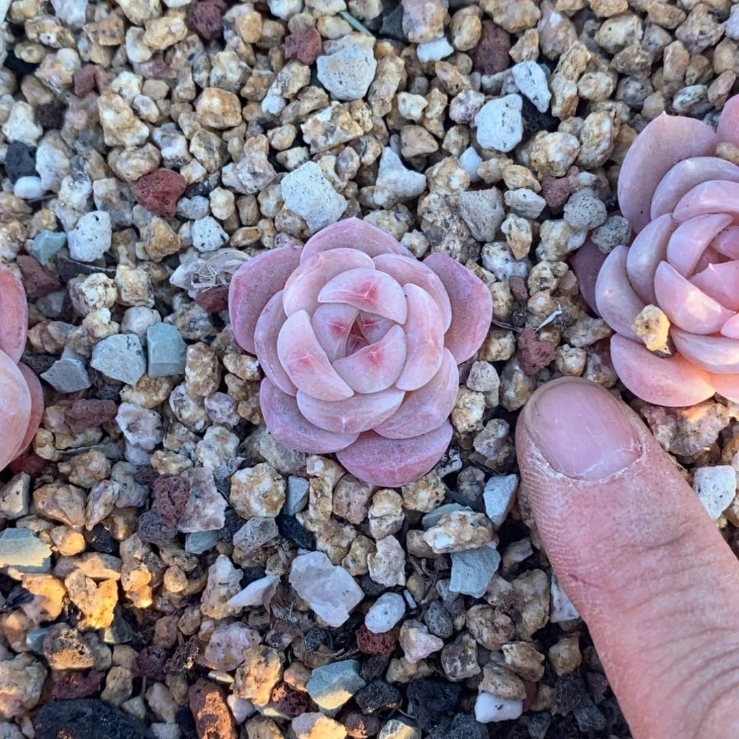 精品多肉一物一拍不包整43