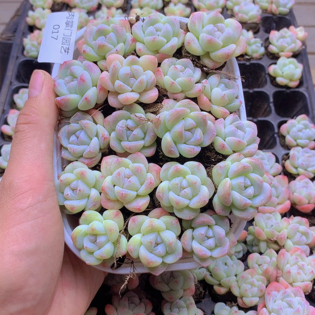 我要去看你了啊我017