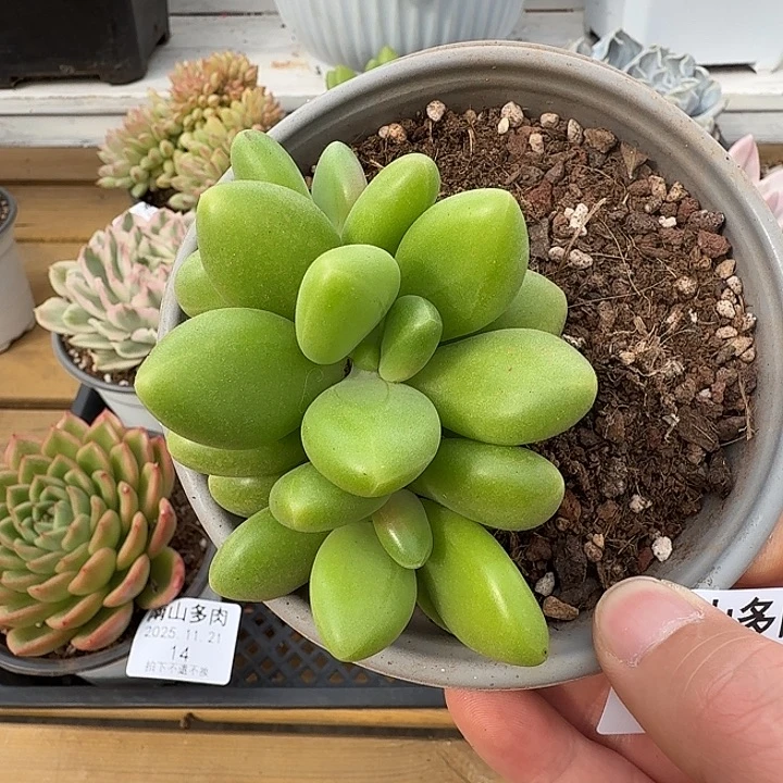 三头芒果奶11111121-178