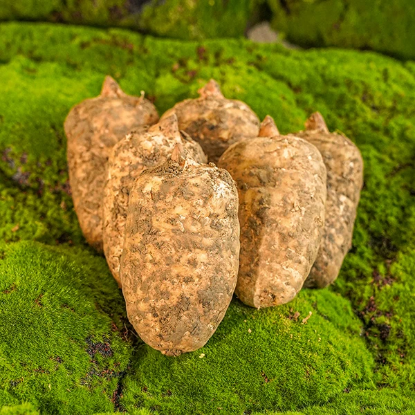 正宗新鲜天麻野外种植三年以上现挖现发基地直销口感软糯纯正天麻