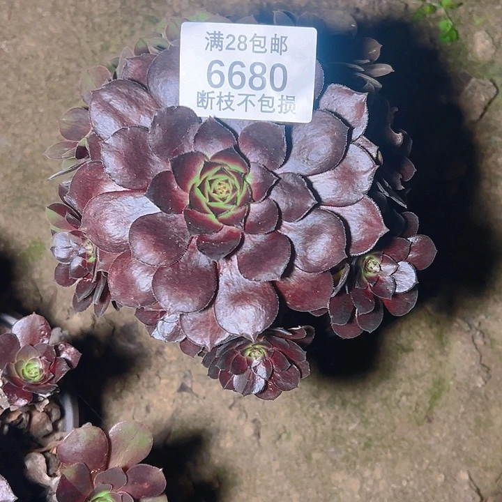 6680黑美人多肉植物