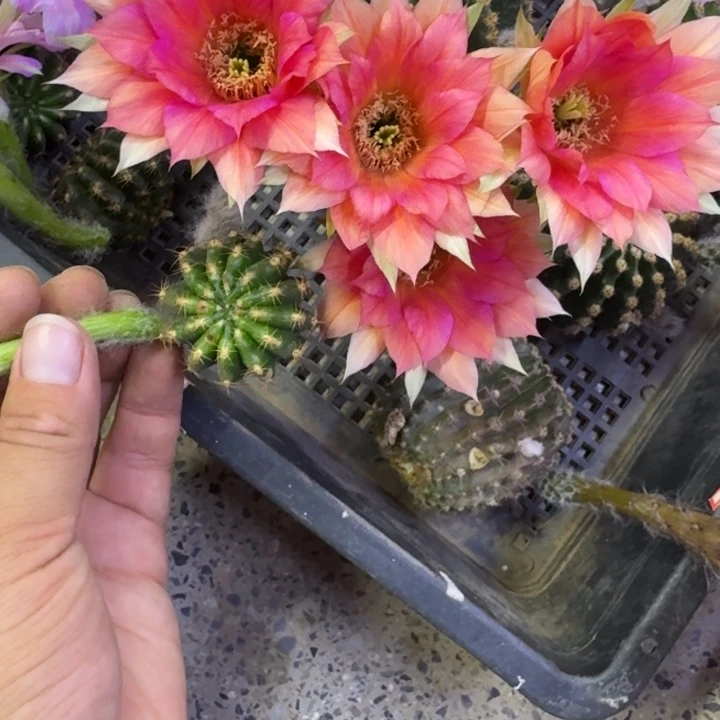 233金刚23歪无根侧牙4公分左右，20包邮