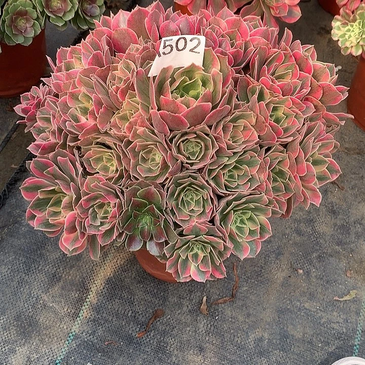 土***其502.红粉佳人多肉植物