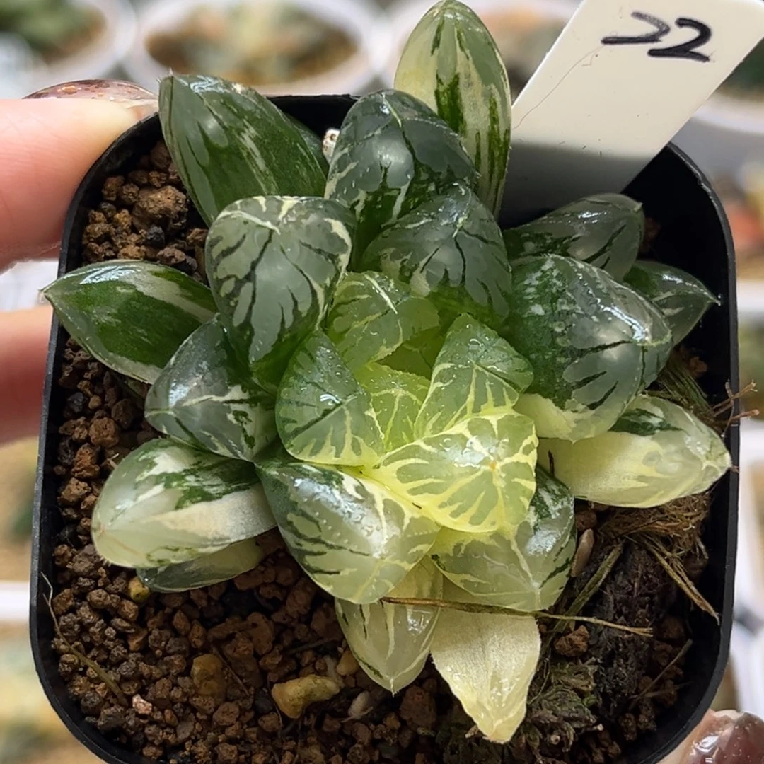 22水晶灯玉露锦福利专场