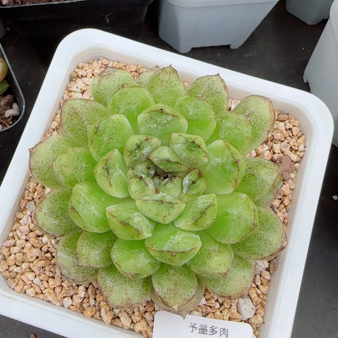 赤水晶，1905多肉植物