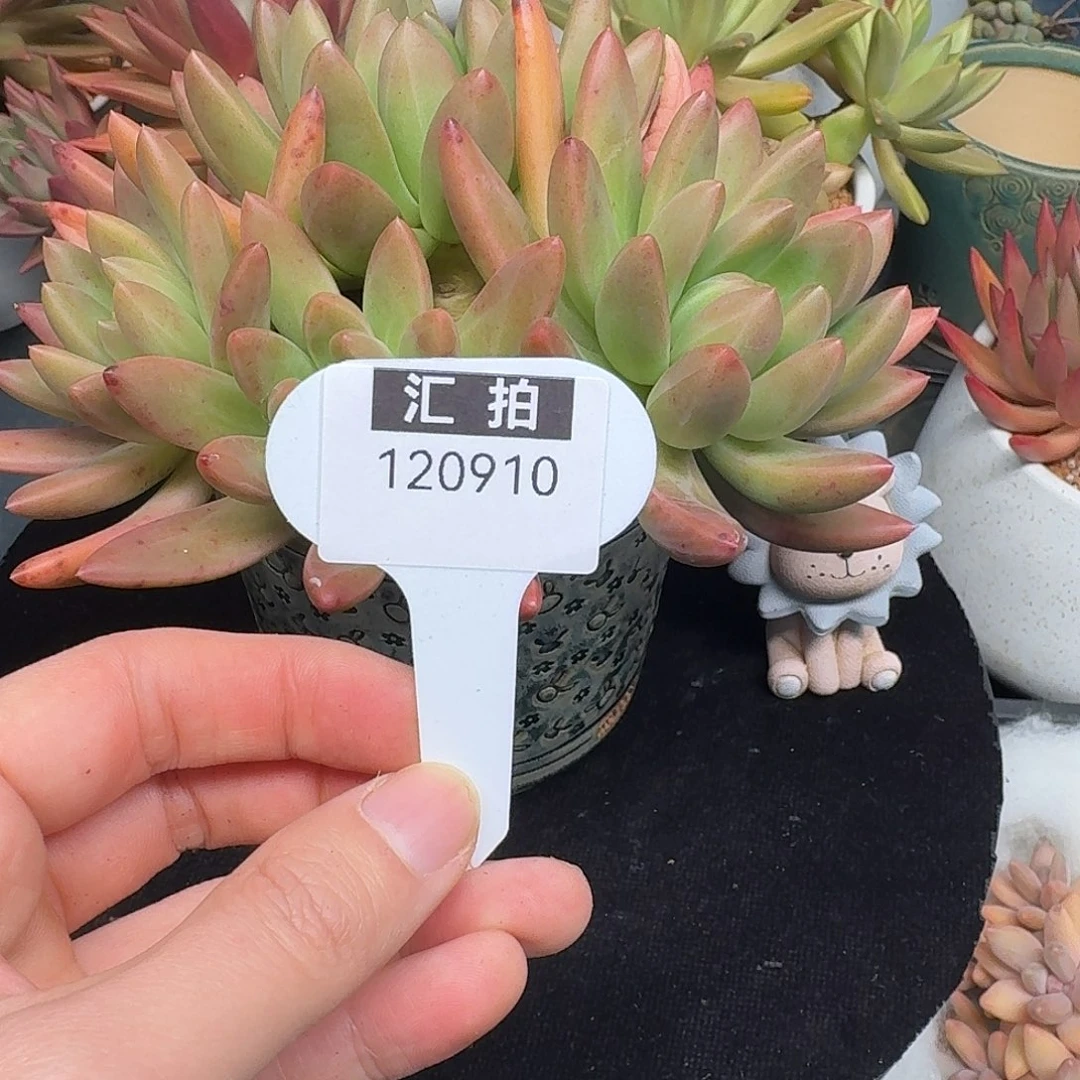 精品多肉植物120910