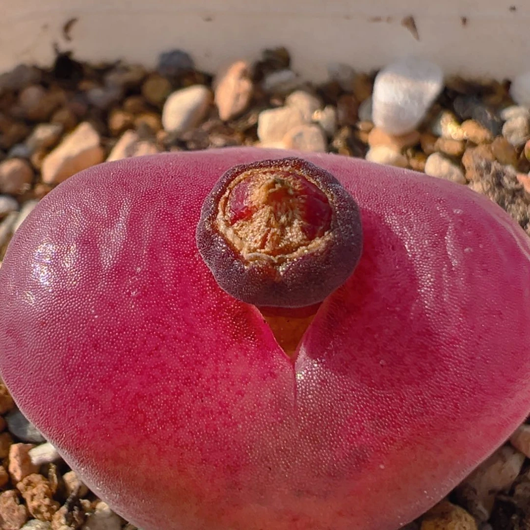 77多肉植物百科知识