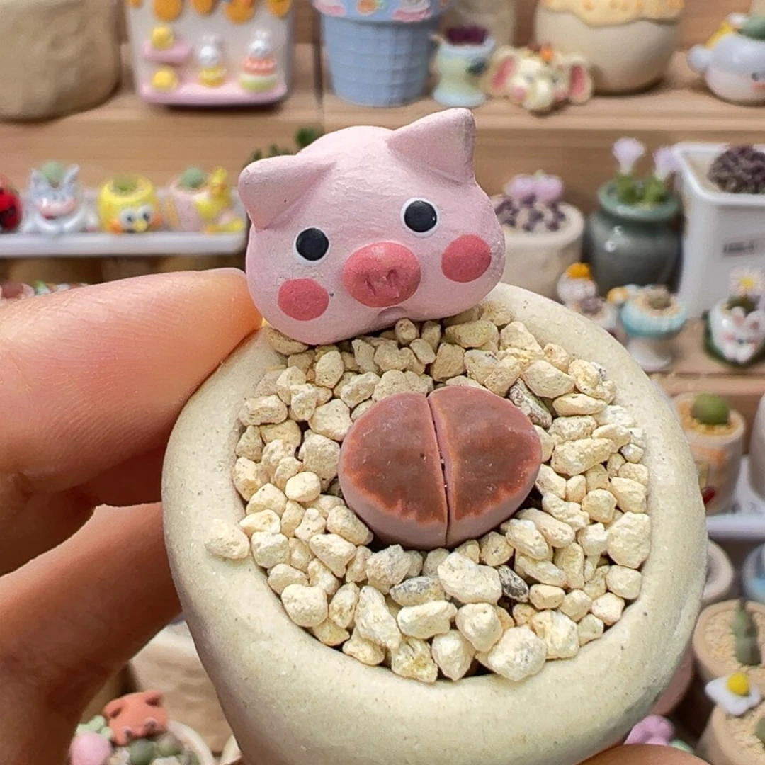 多肉植物112号屁屁花