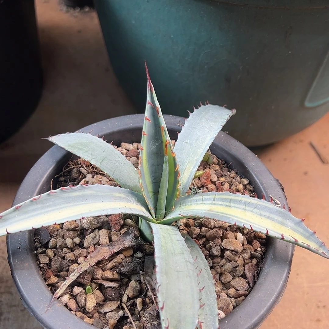 无花朵多肉植物屈原之舞特殊锦