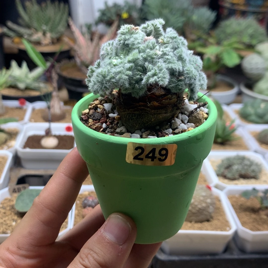 羽叶杨葵母本带盆