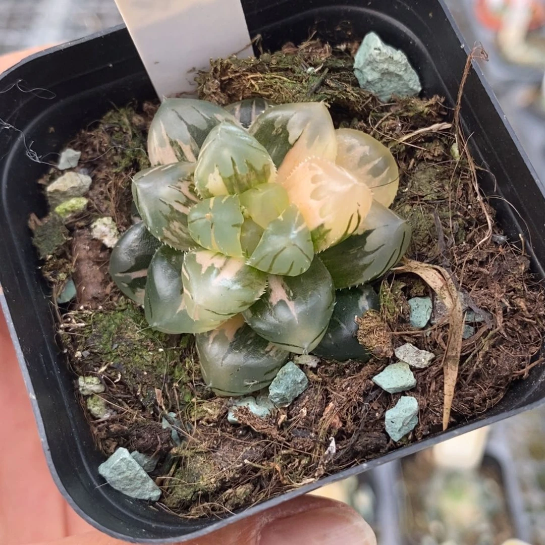 352水中月玉露锦福利