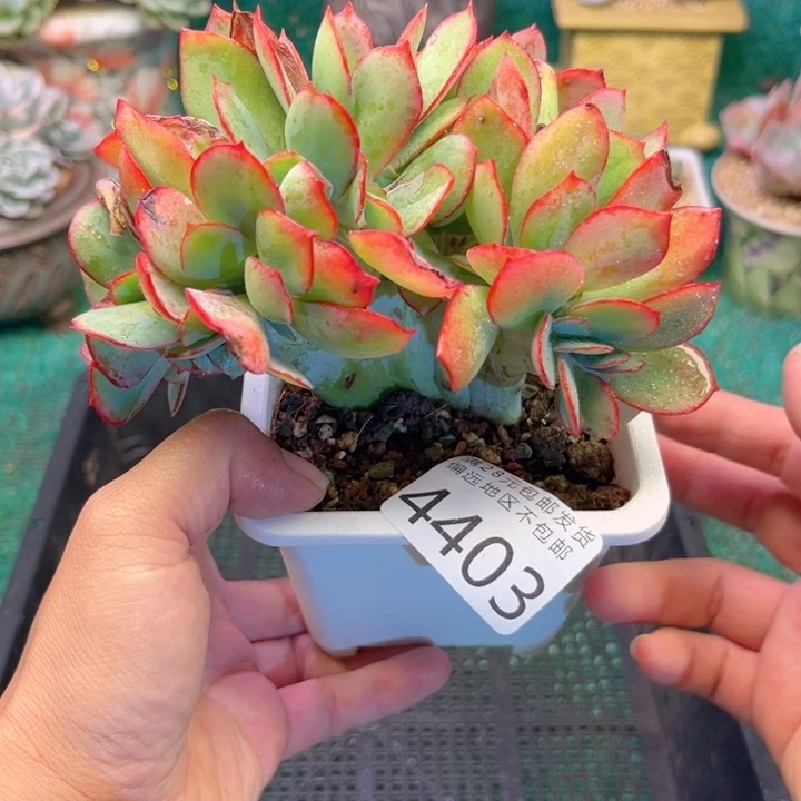 大4403，cvxvxbcgbbg