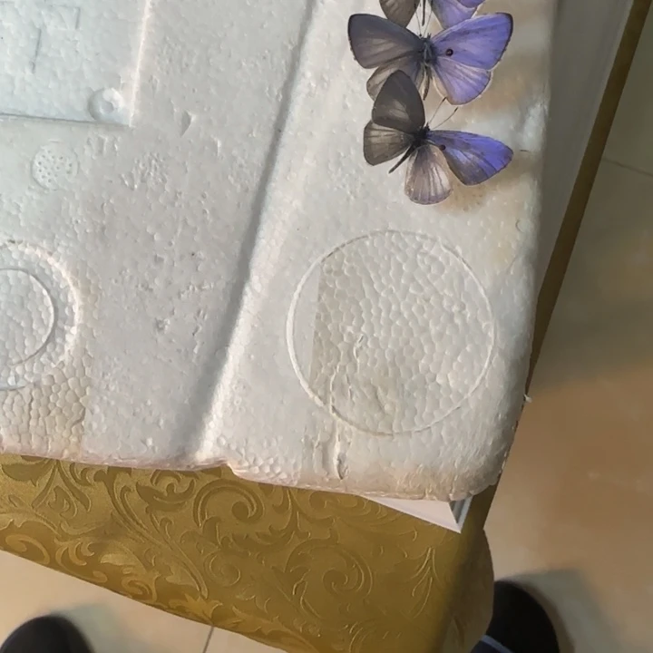 有机玻璃蝴蝶标本蝴蝶标本
