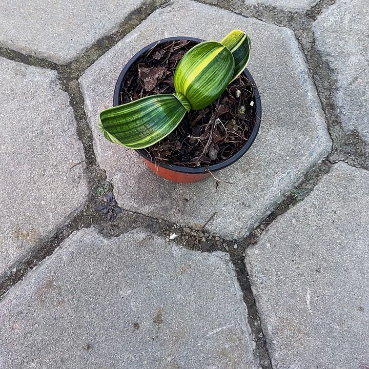 完全开放宽叶彩兰