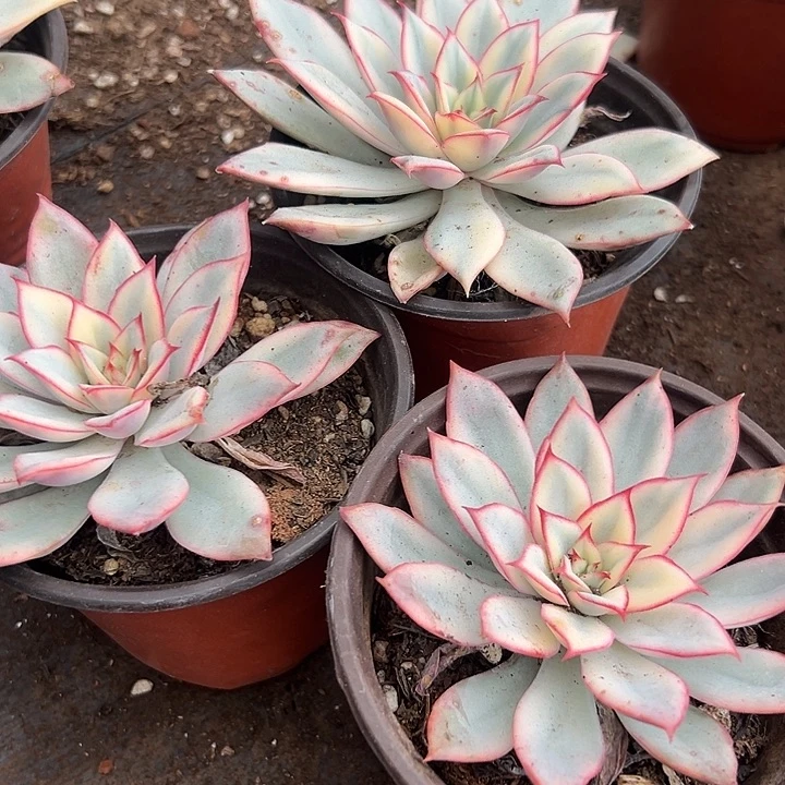 月光女神锦3盆。