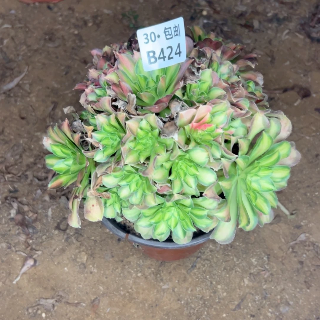 424 多肉断枝不包
