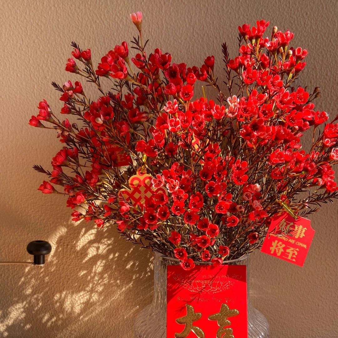 【邂逅花芽】年宵花腊梅