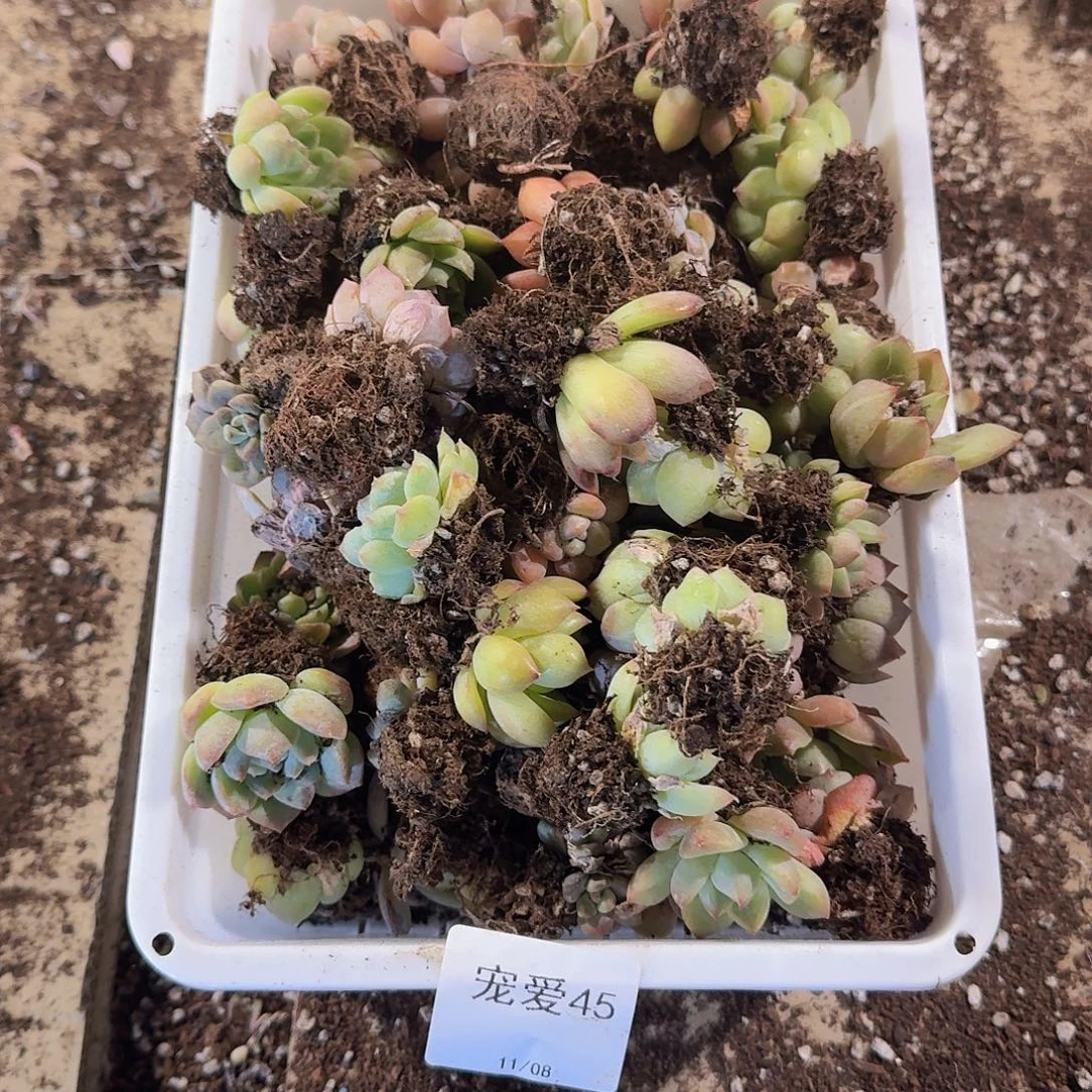 瑕疵不售后福利45