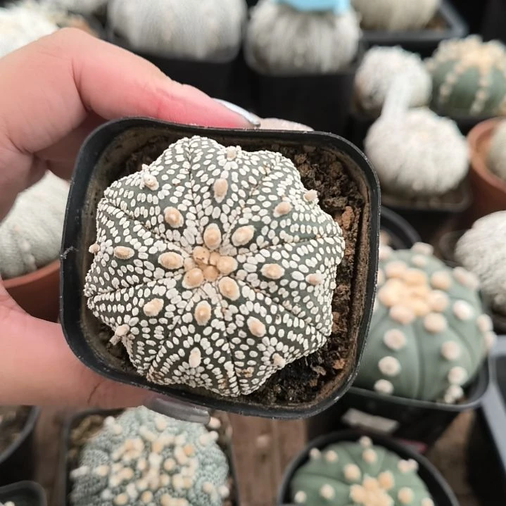 天眼奇迹5.4一物一拍脱土发货