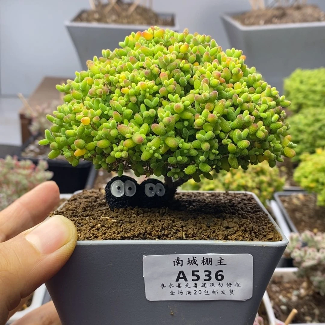 536蜜橘糖球枝干番杏