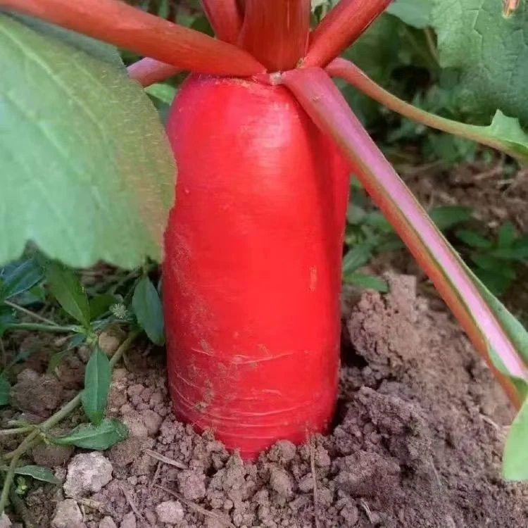 现挖红皮水果萝卜 白肉新鲜蔬菜 泡菜 当季蔬菜冬季泡菜腌制萝卜